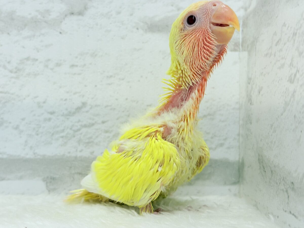 コザクラインコ（小桜インコ）