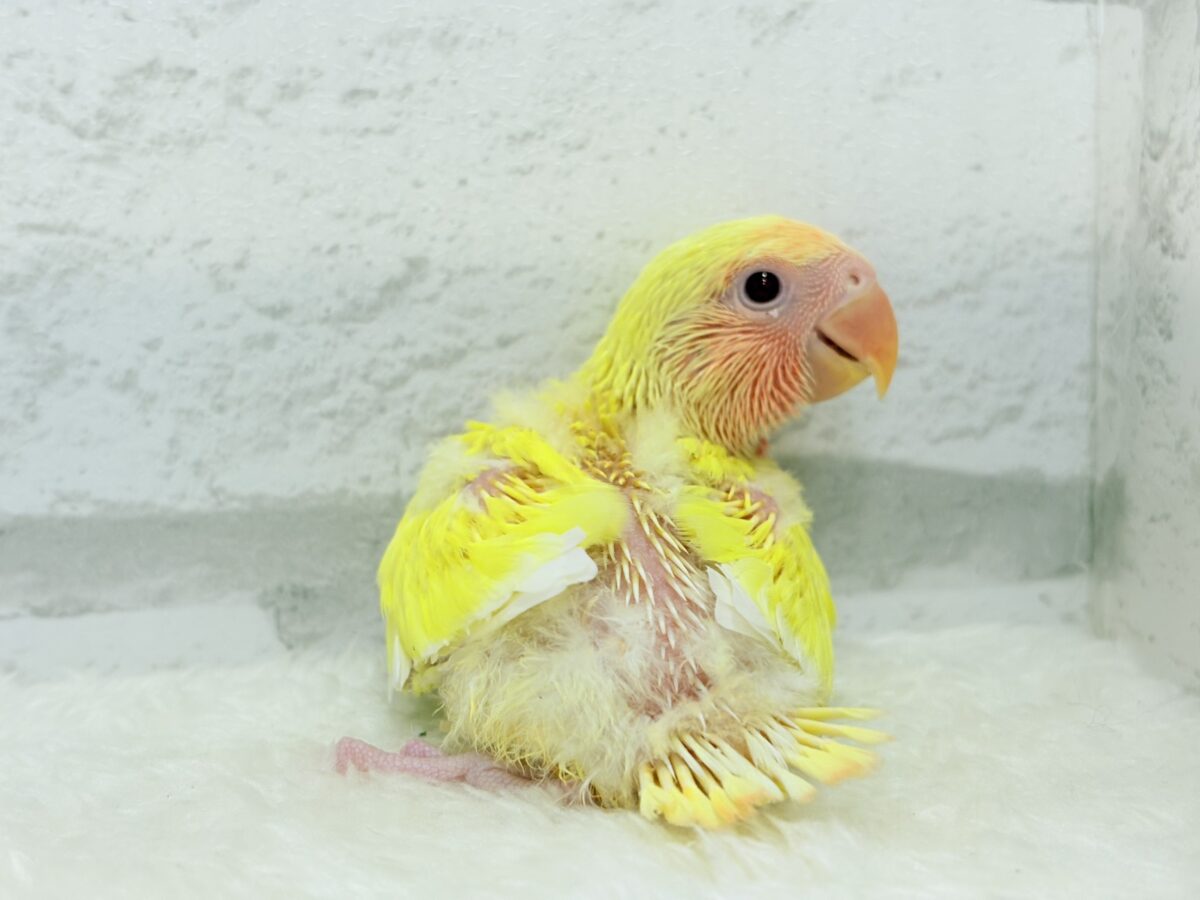 コザクラインコ（小桜インコ）