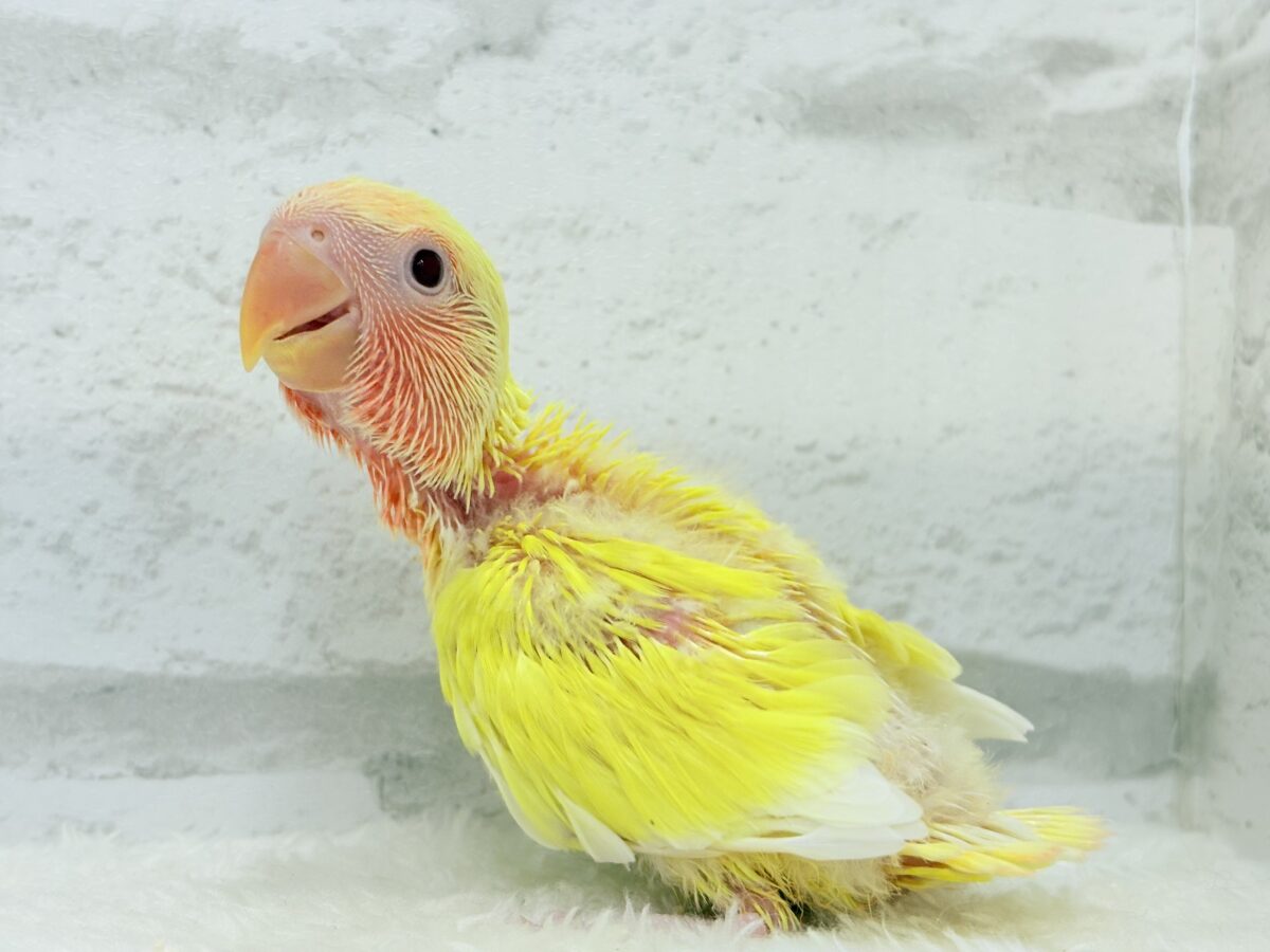 コザクラインコ（小桜インコ）