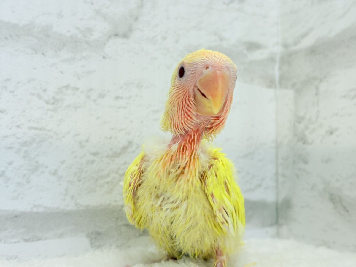 コザクラインコ（小桜インコ）