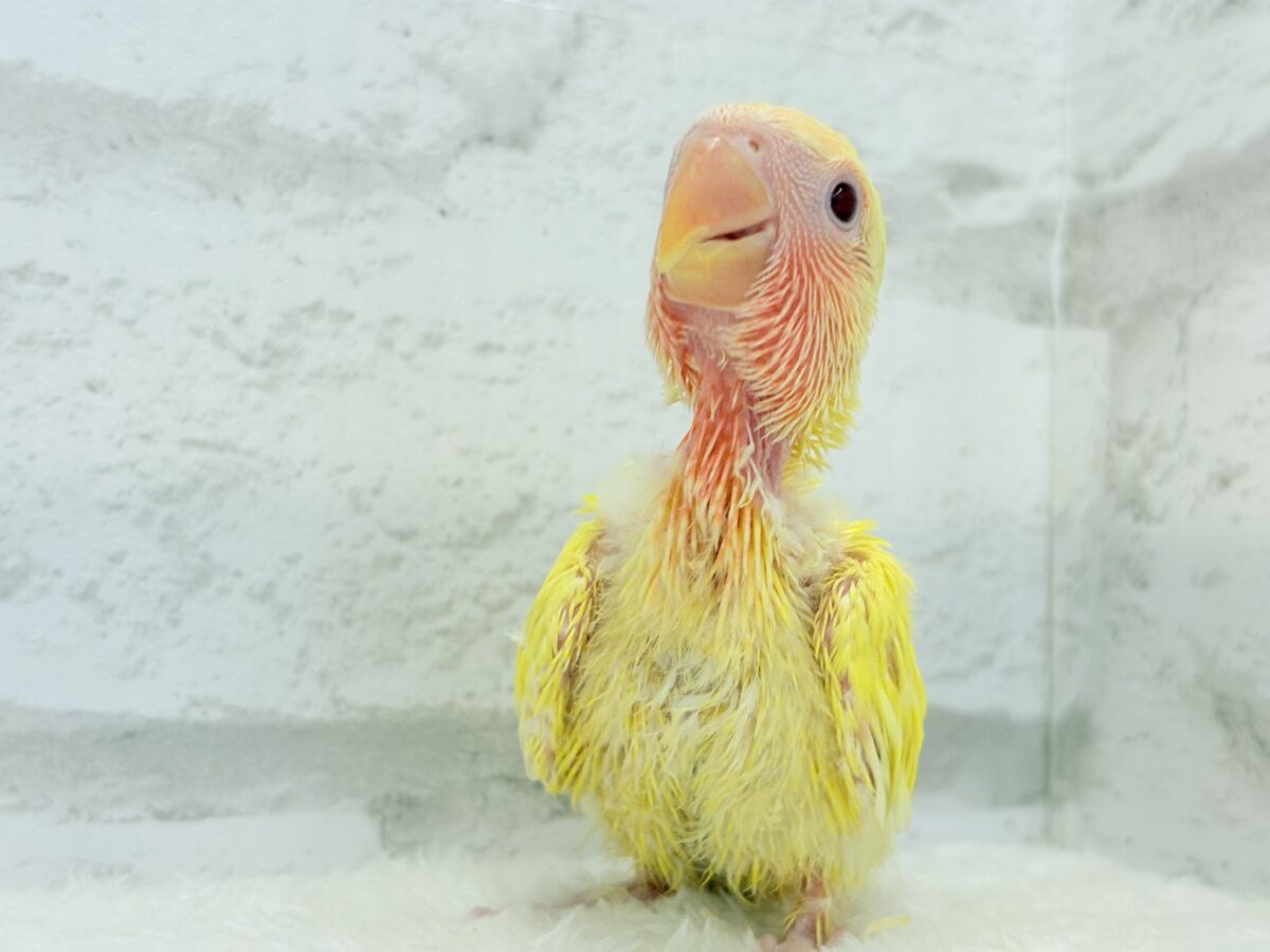 コザクラインコ（小桜インコ）