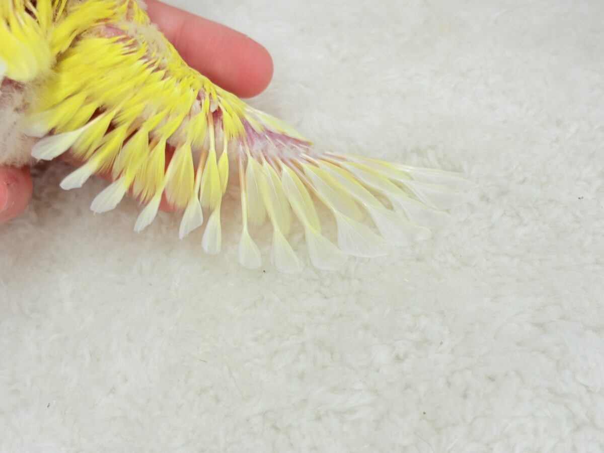 コザクラインコ（小桜インコ）