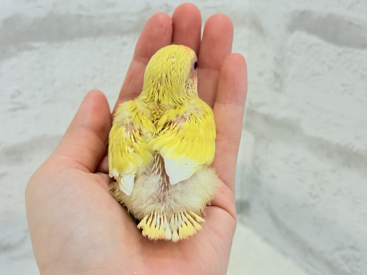 コザクラインコ（小桜インコ）