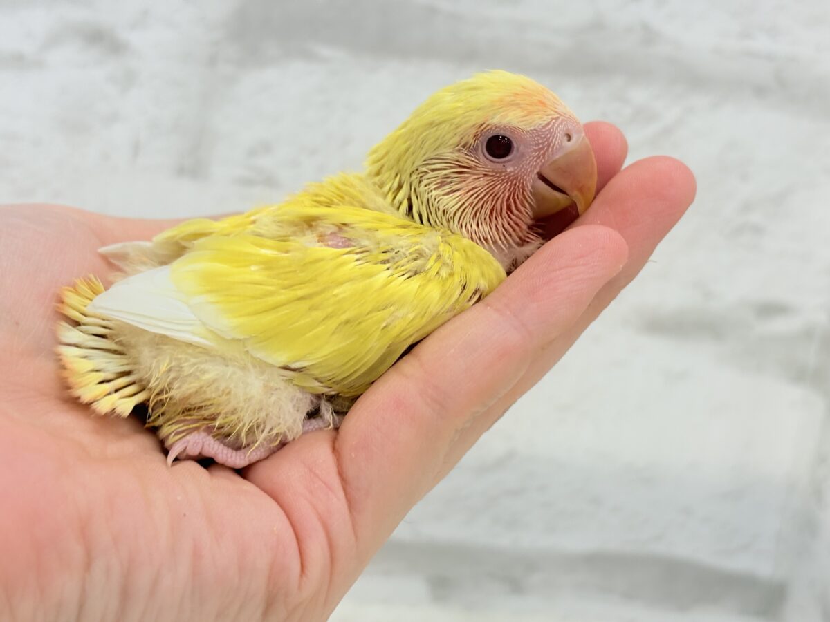 コザクラインコ（小桜インコ）