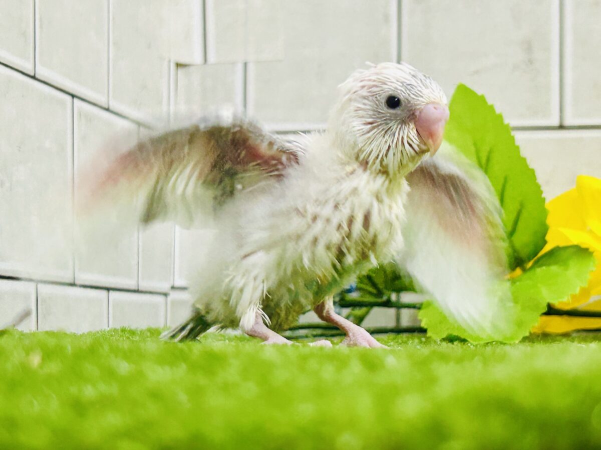 セキセイインコ