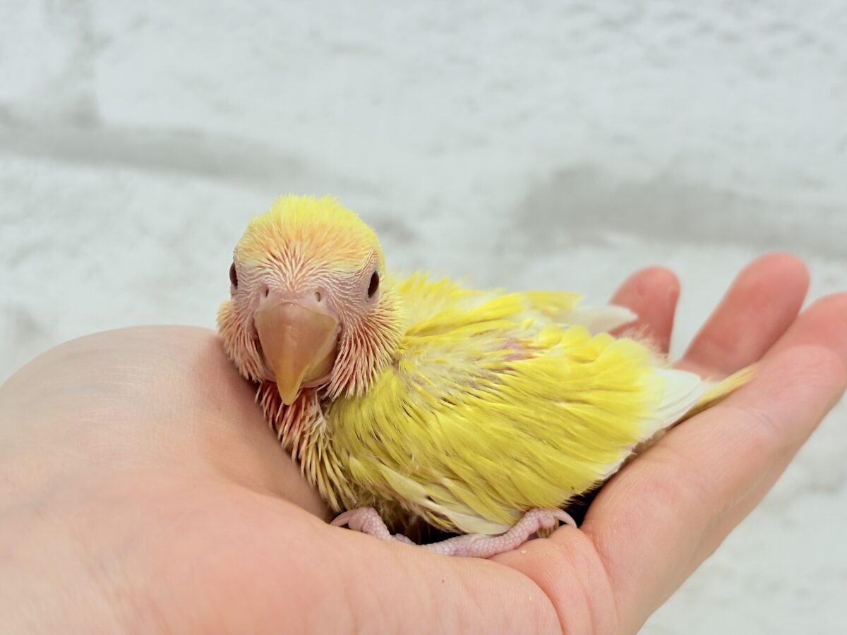 コザクラインコ（小桜インコ）