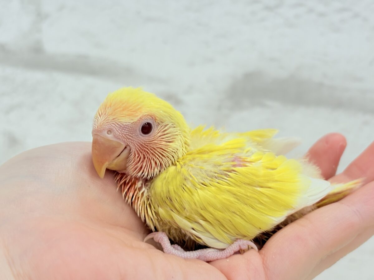 コザクラインコ（小桜インコ）