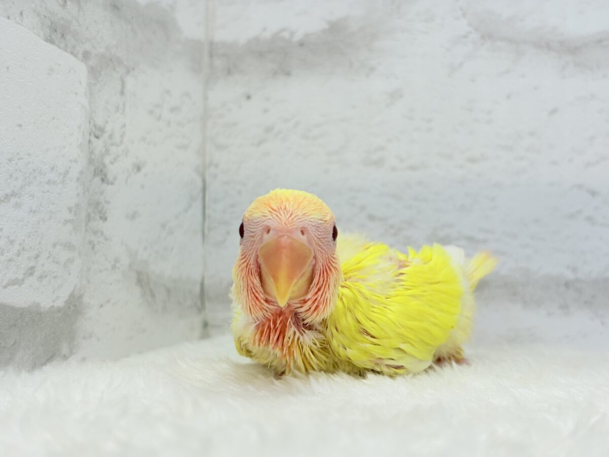 コザクラインコ（小桜インコ）