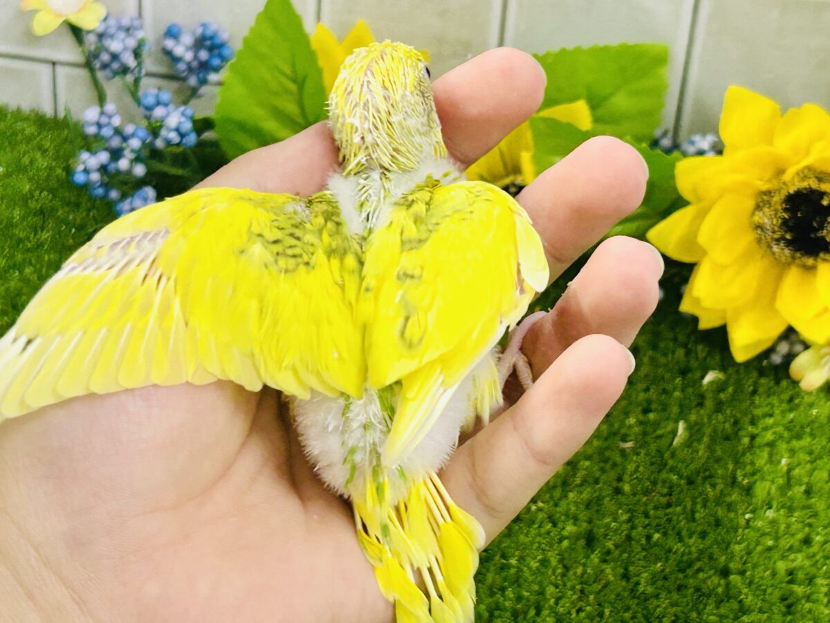 セキセイインコ