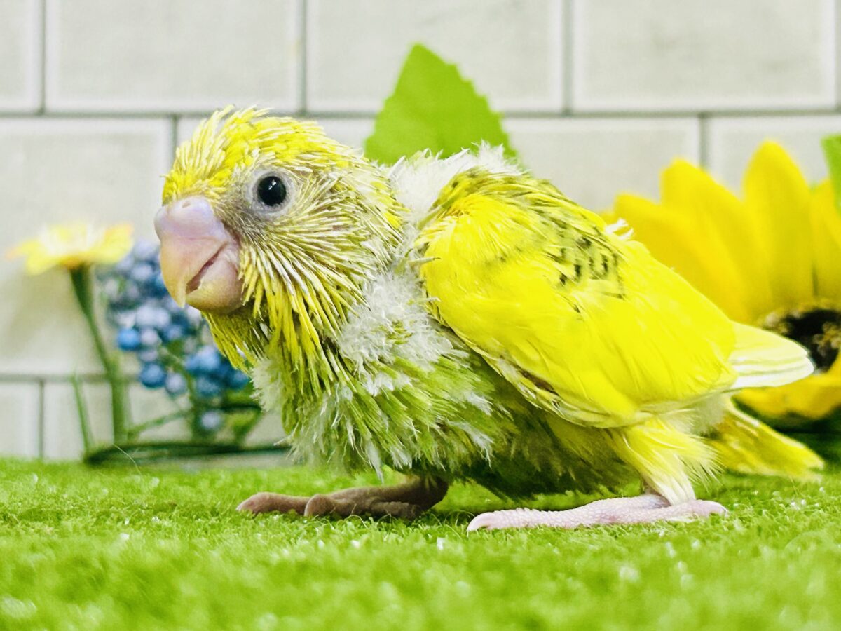 セキセイインコ