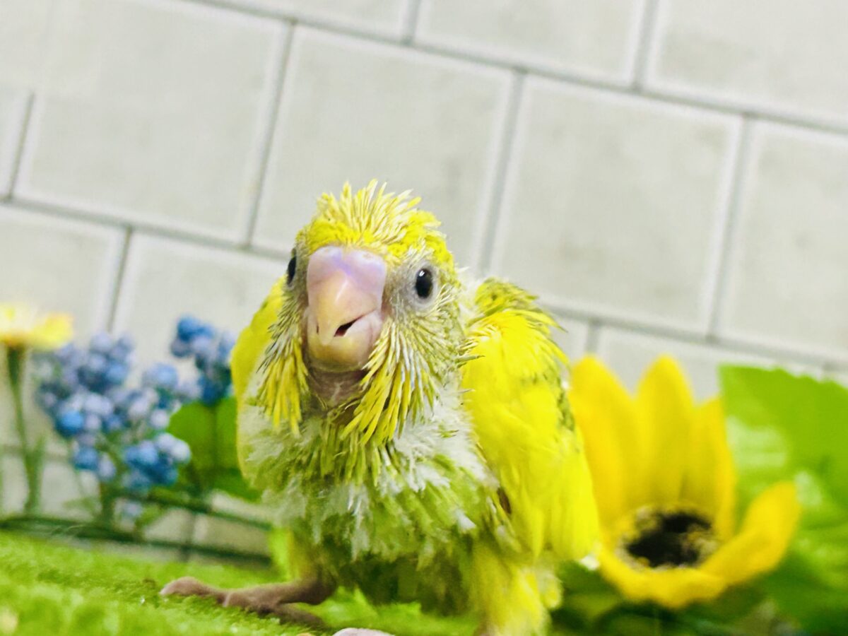 セキセイインコ