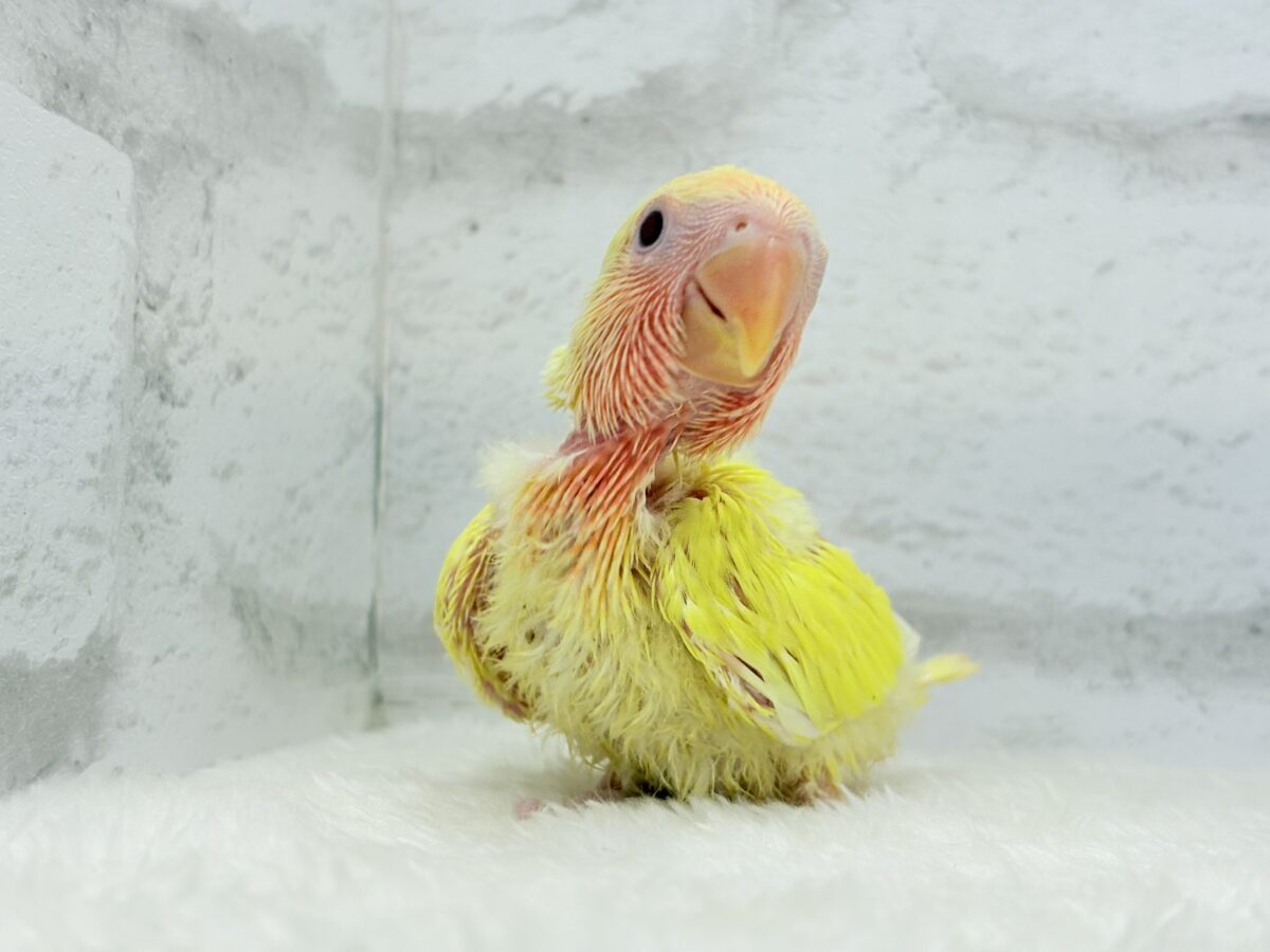 コザクラインコ（小桜インコ）