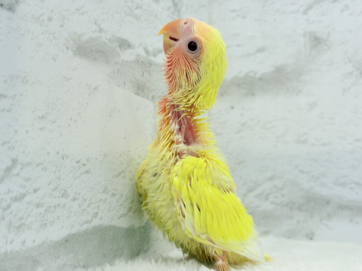コザクラインコ（小桜インコ）