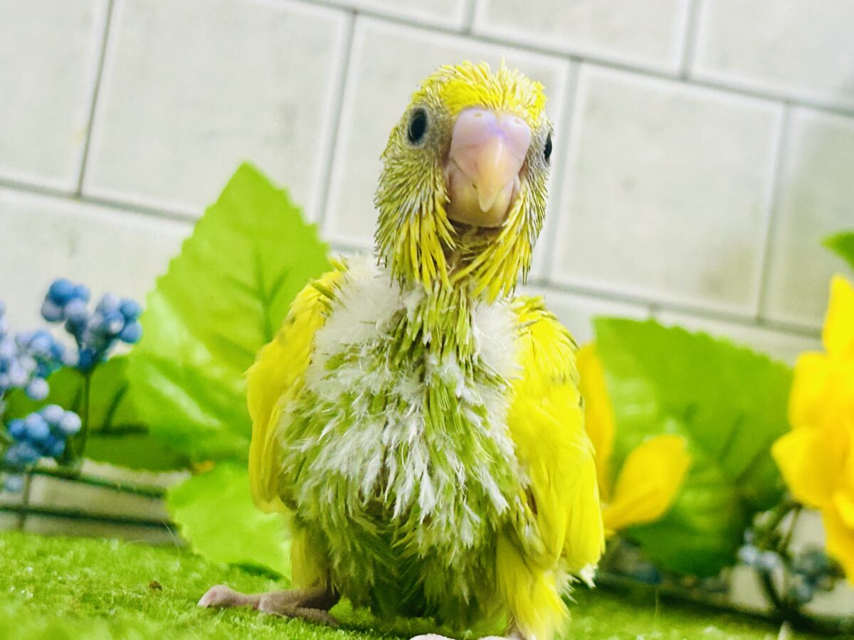 セキセイインコ