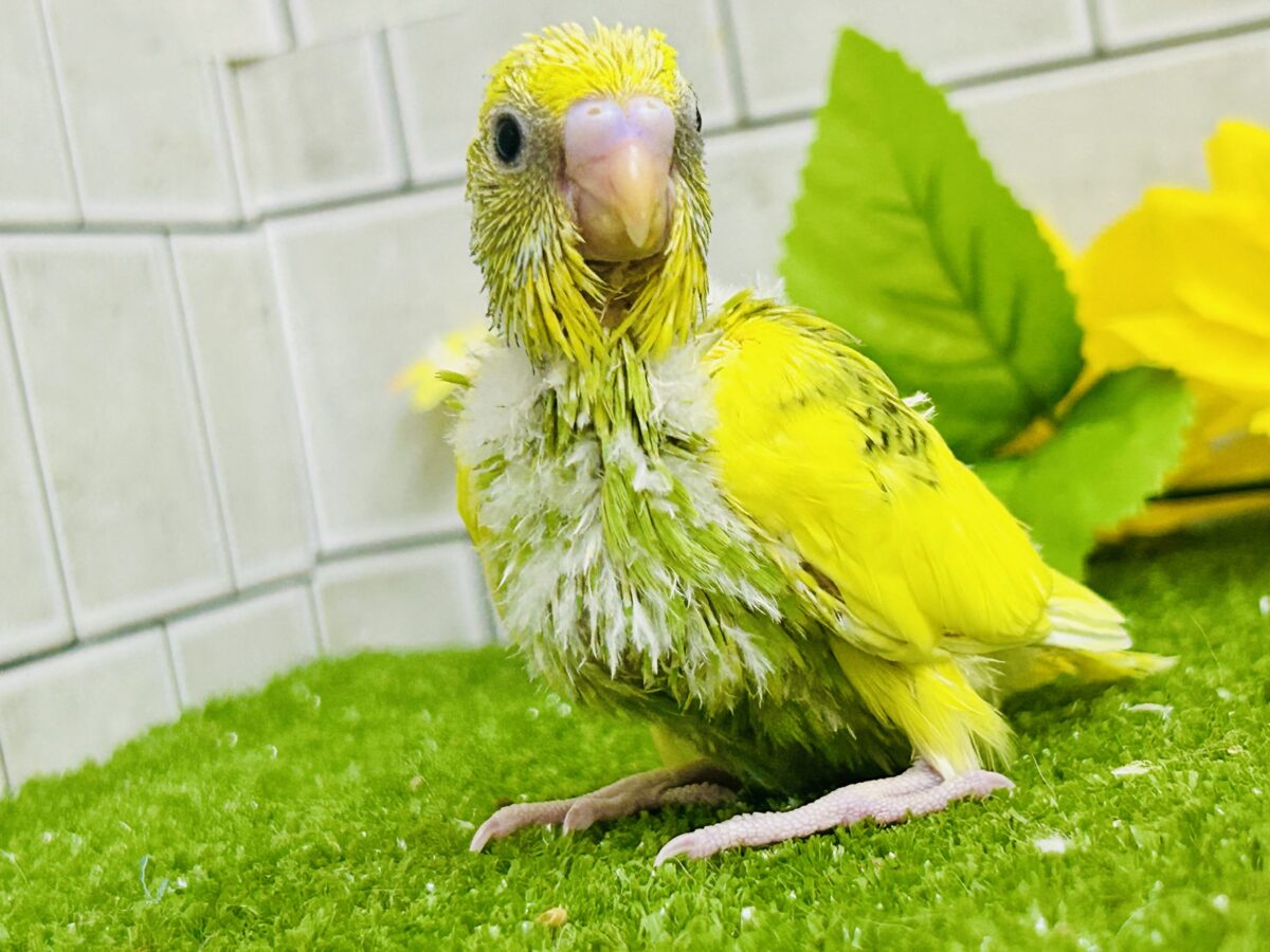 セキセイインコ