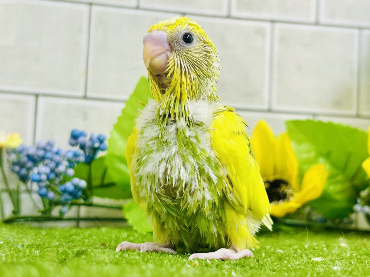 セキセイインコ