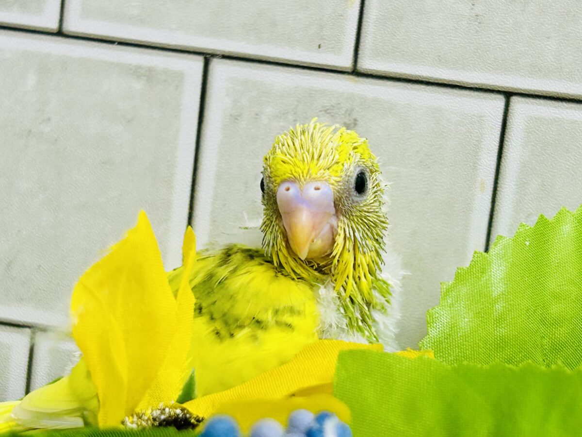 セキセイインコ