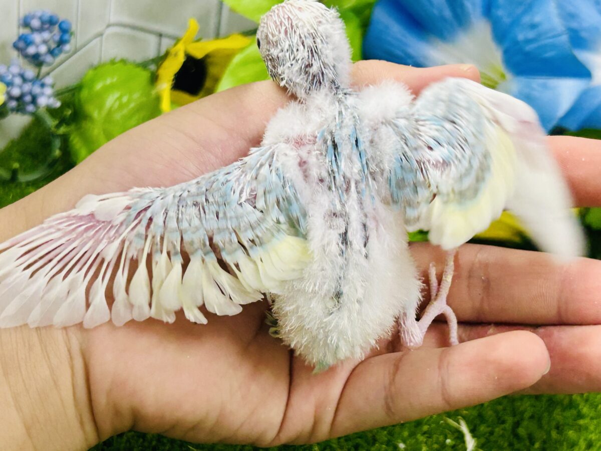 セキセイインコ