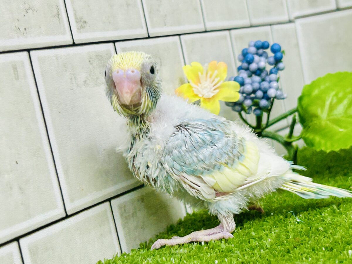 セキセイインコ