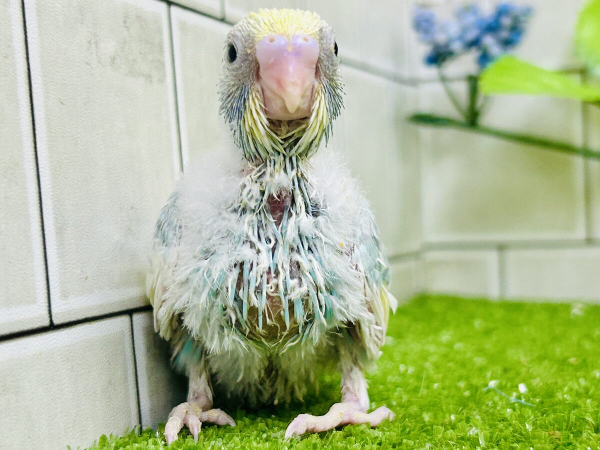 セキセイインコ