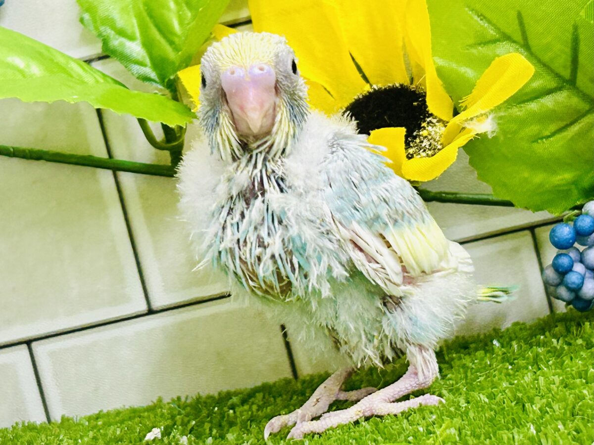 セキセイインコ