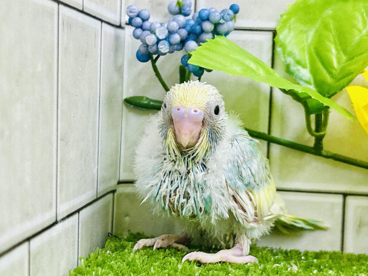 セキセイインコ