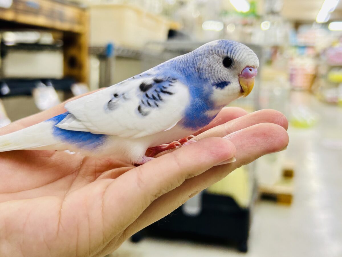 【最新画像更新☆☆】🌊ざっぷーん🌊ハレゾラにHELLO❕☀️セキセイインコ(ブルーパイド/2026年7月生まれ)