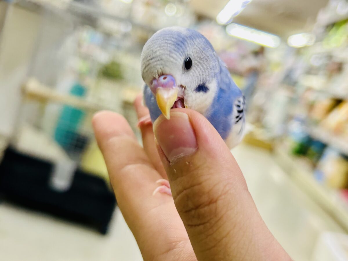 セキセイインコ