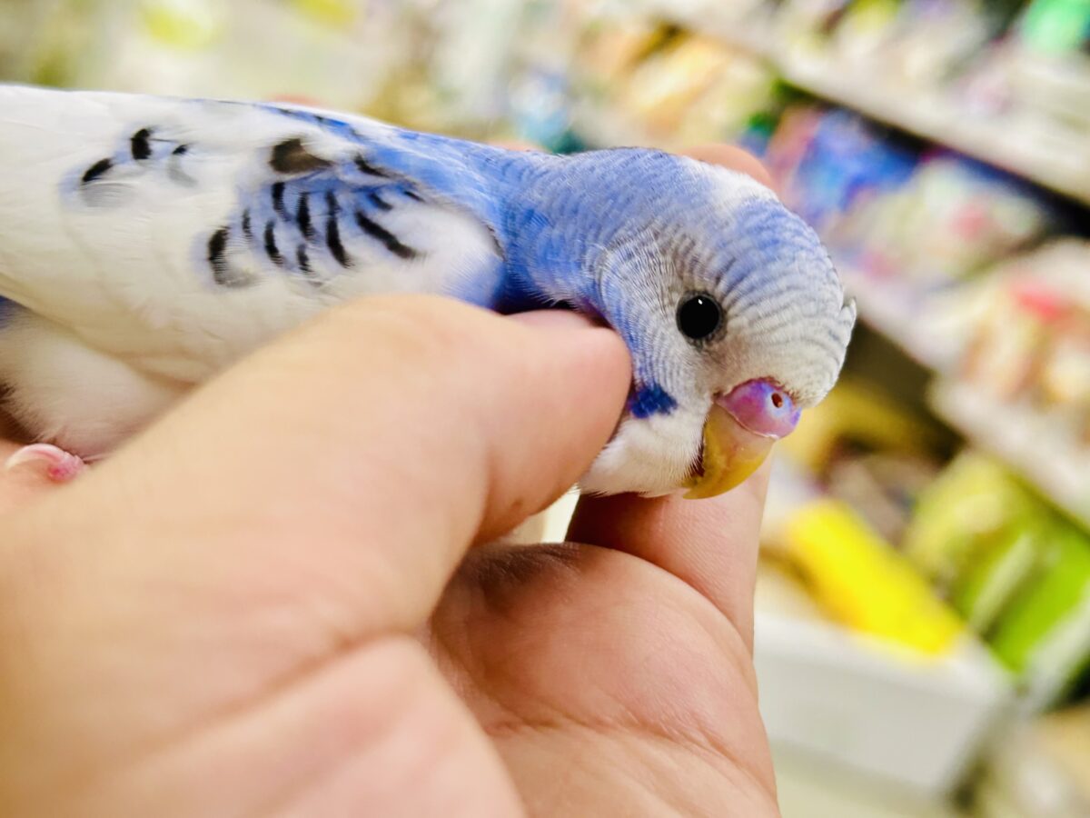 セキセイインコ
