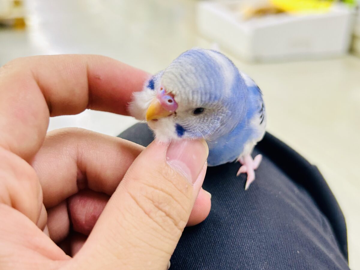 セキセイインコ