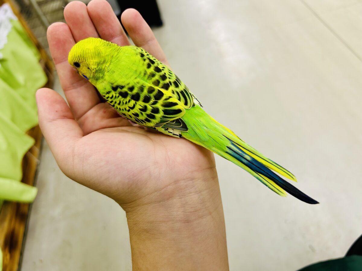 セキセイインコ