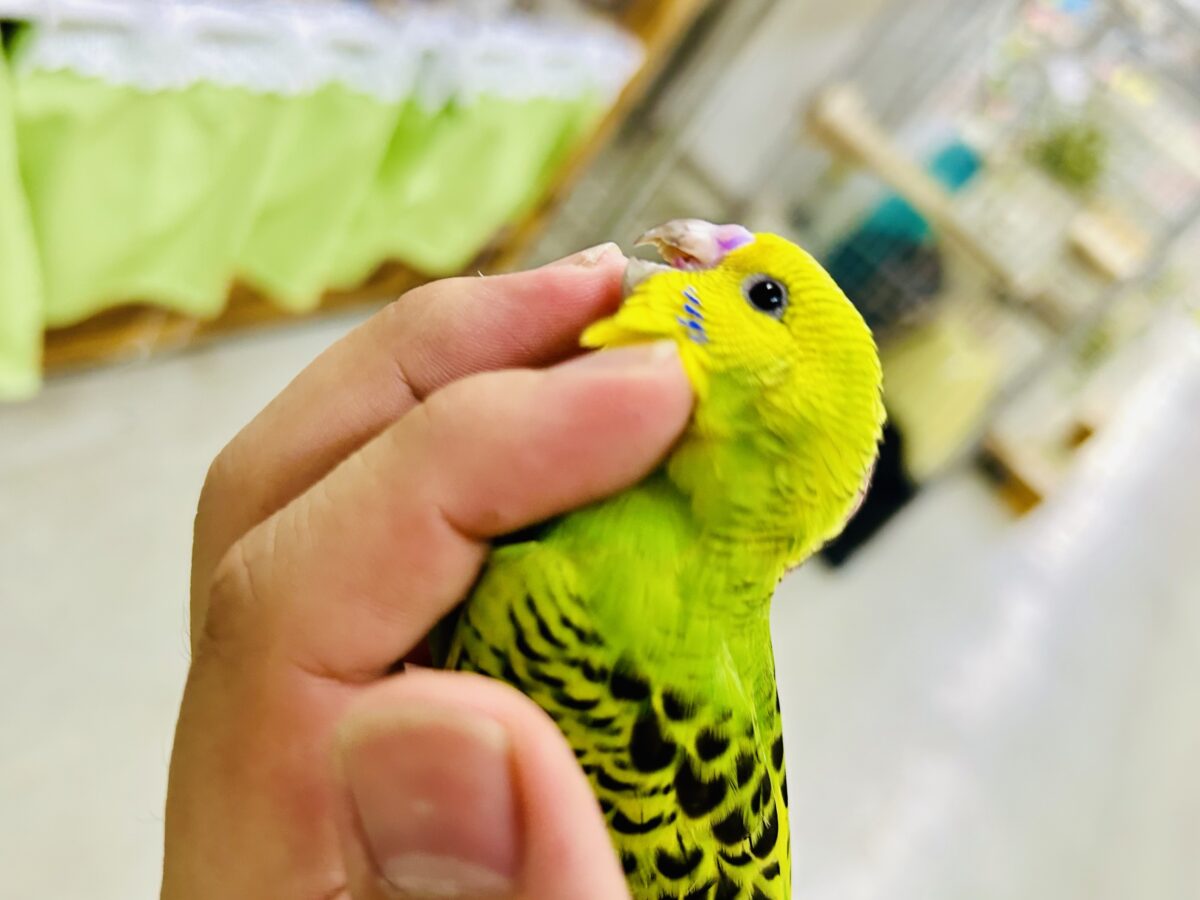 セキセイインコ