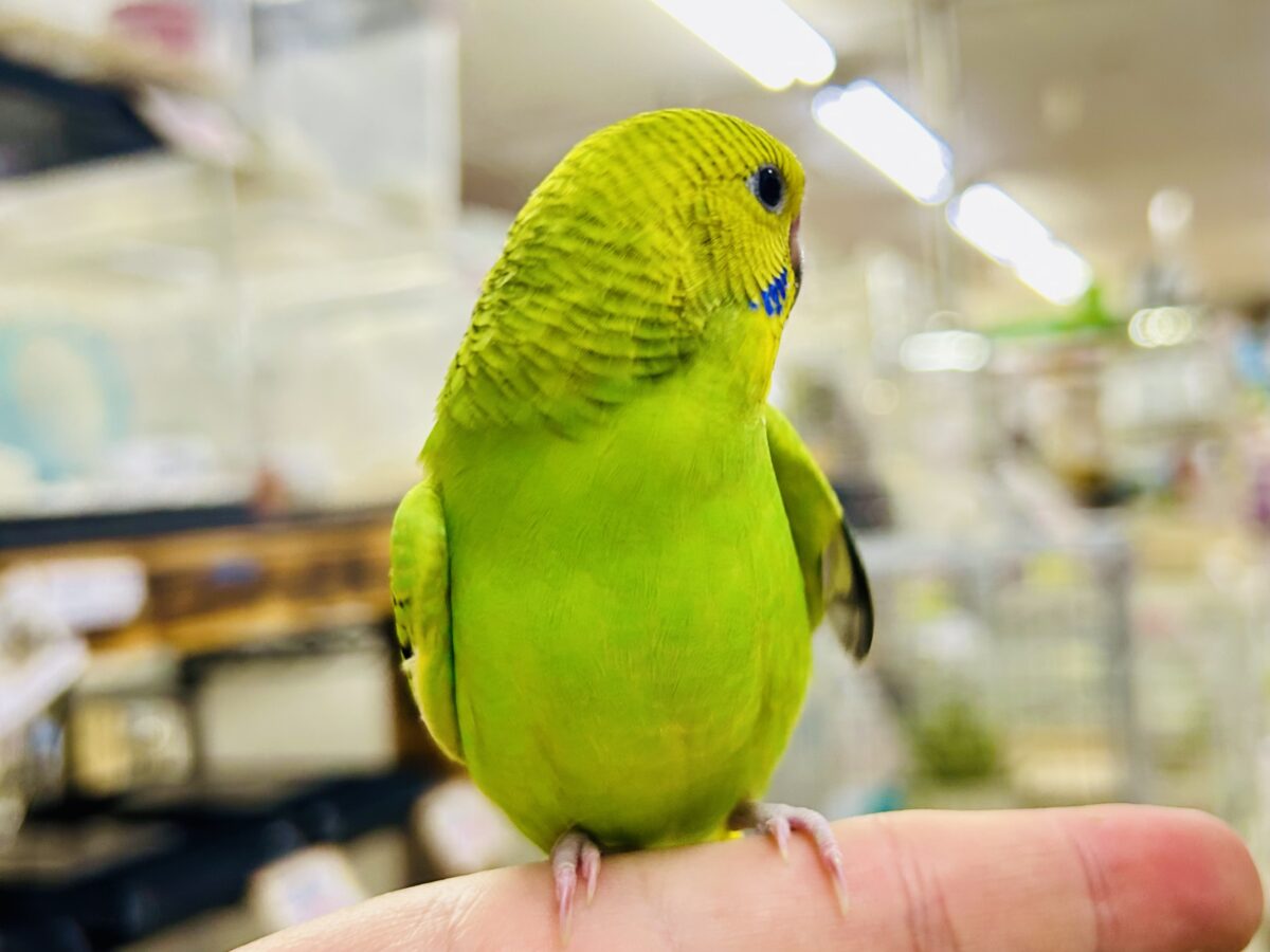 セキセイインコ