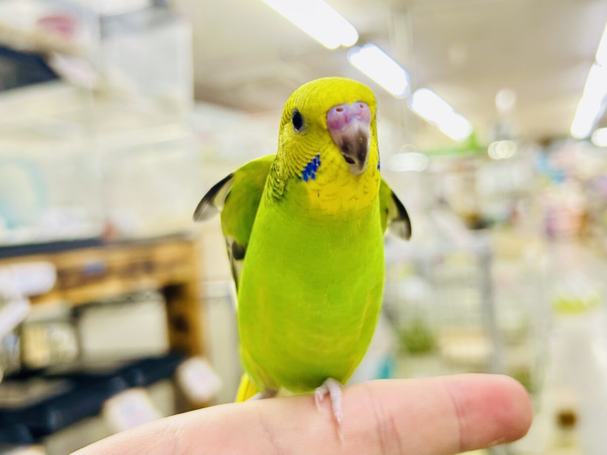セキセイインコ