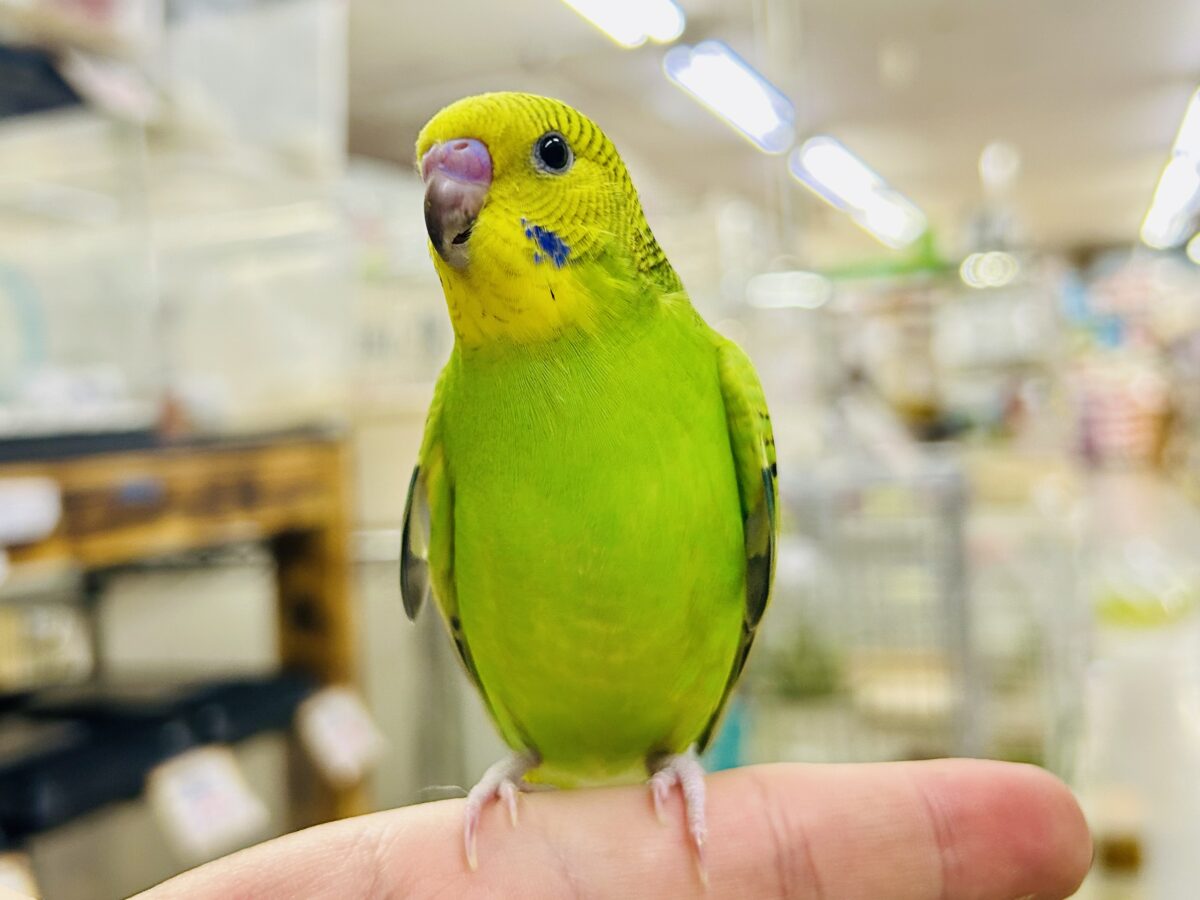 【最新画像更新☆☆】陽の光輝け☀️𓈒𓏸マスカット❕💚🍇セキセイインコ(グリーンオパーリン/2026年7月生まれ)