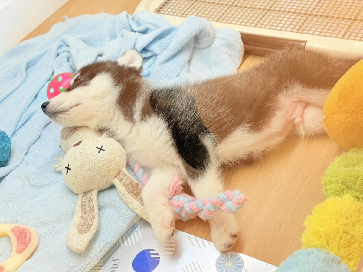 シベリアンハスキー