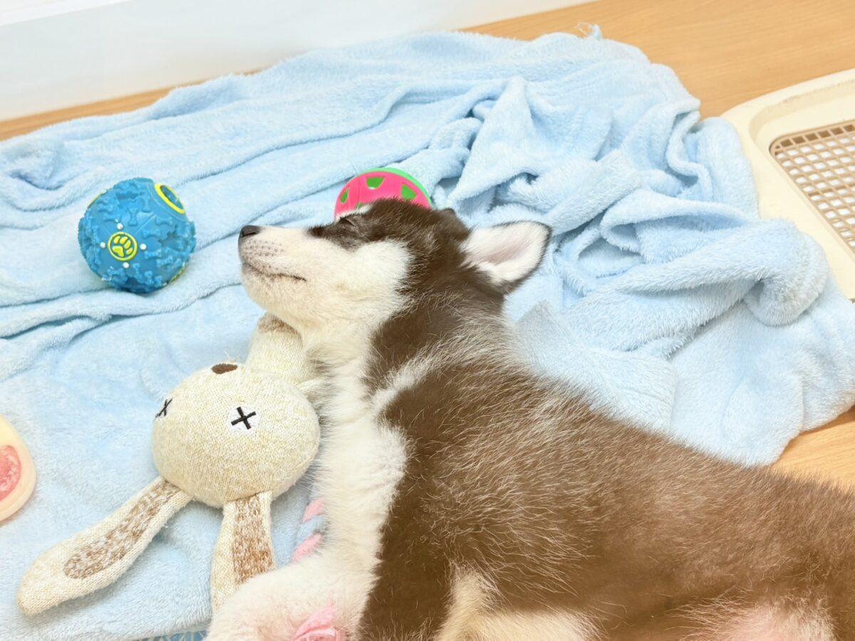 シベリアンハスキー