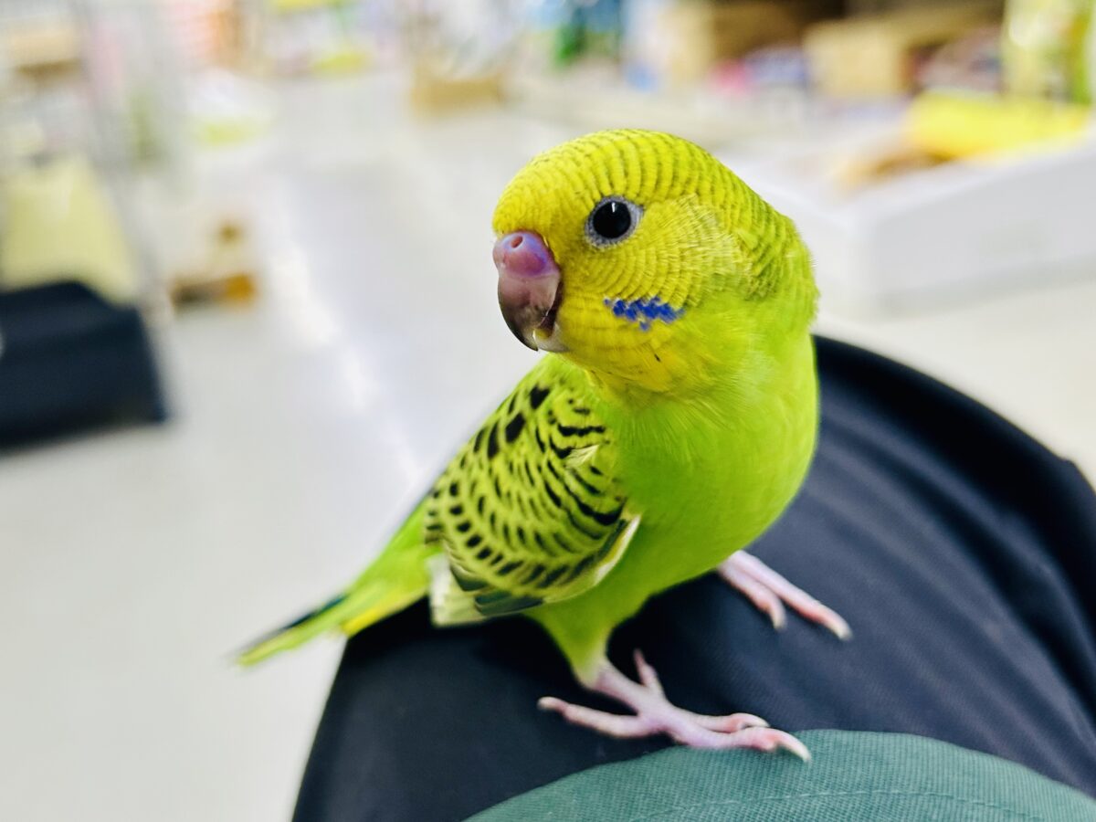 セキセイインコ