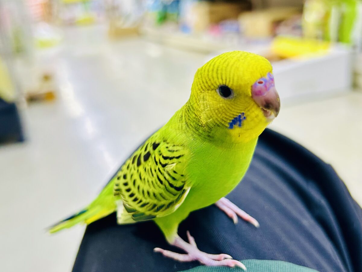 セキセイインコ