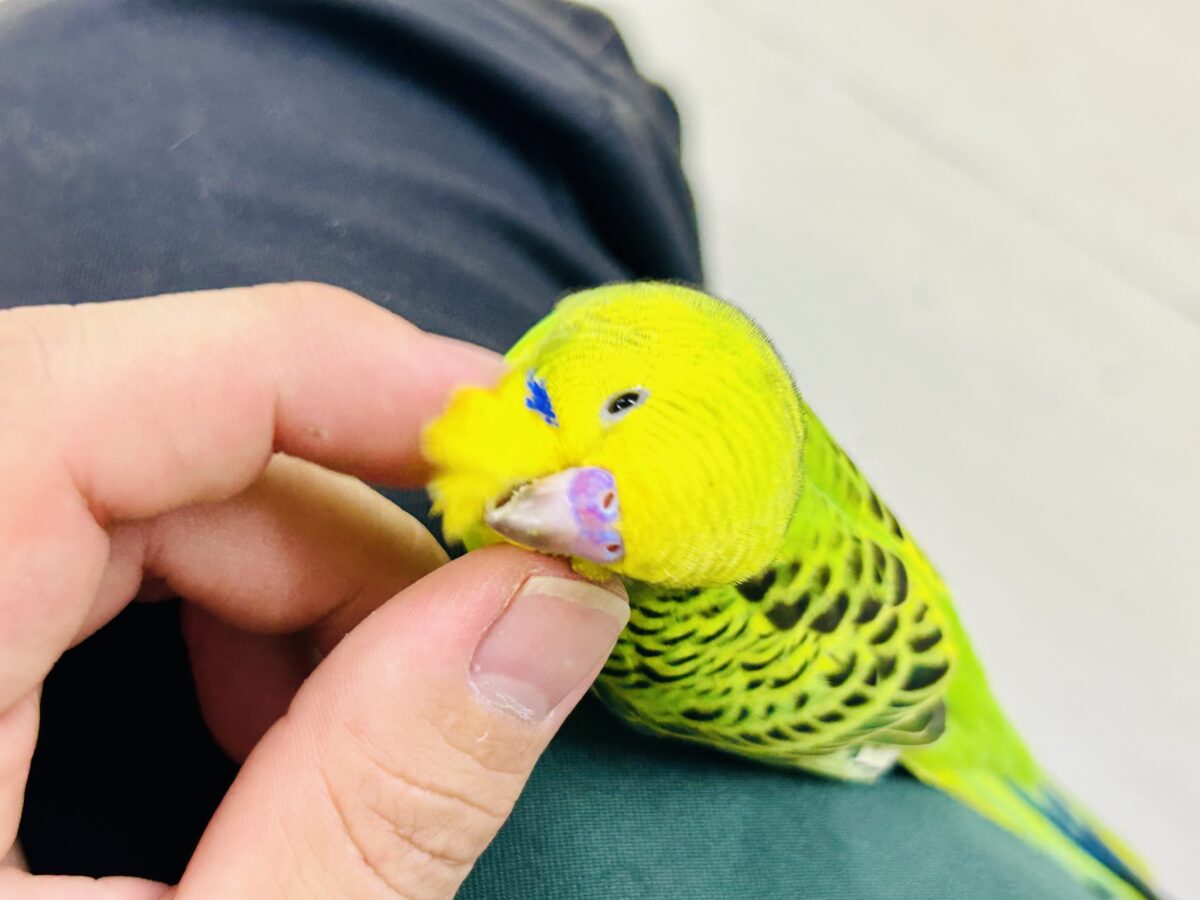 セキセイインコ
