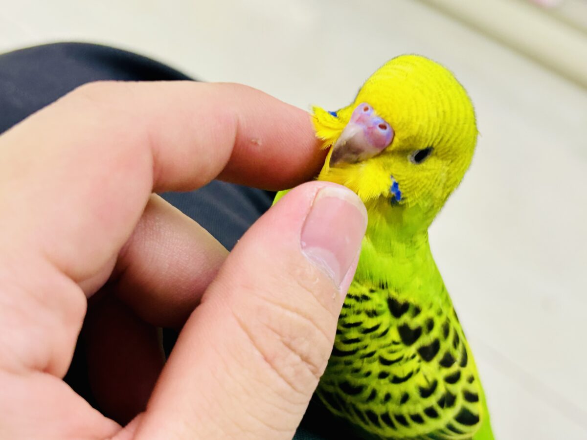 セキセイインコ