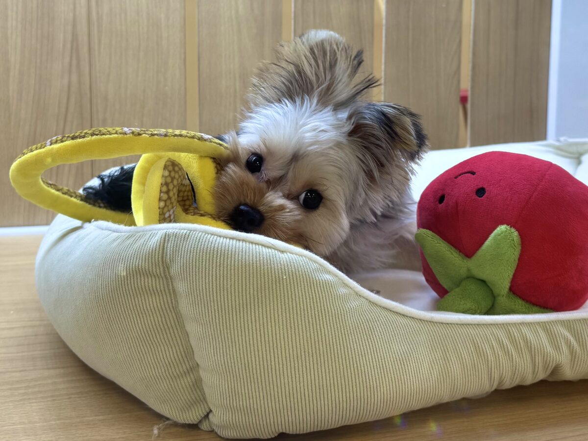 キラキラおめめ‧✧̣̥̇‧ときめきヨーキーちゃん ヨークシャテリア
