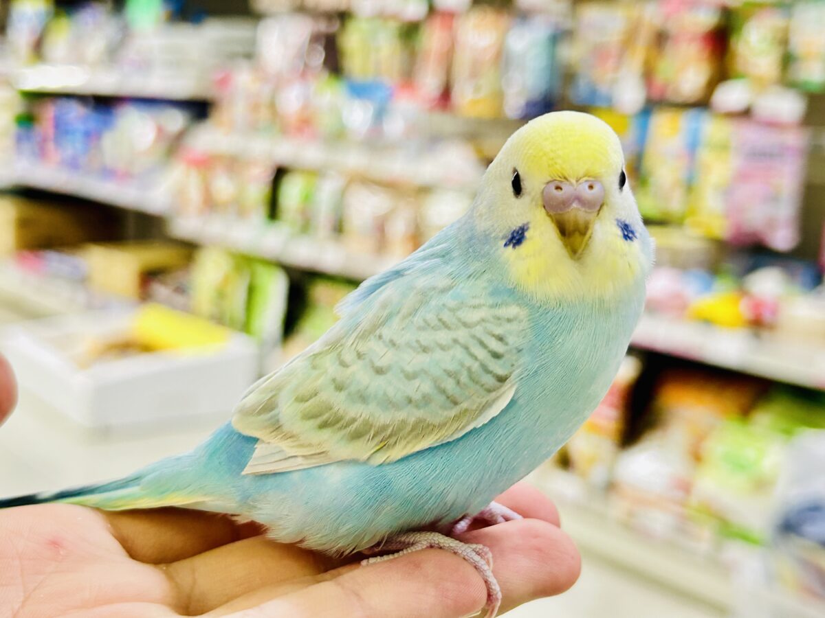 セキセイインコ