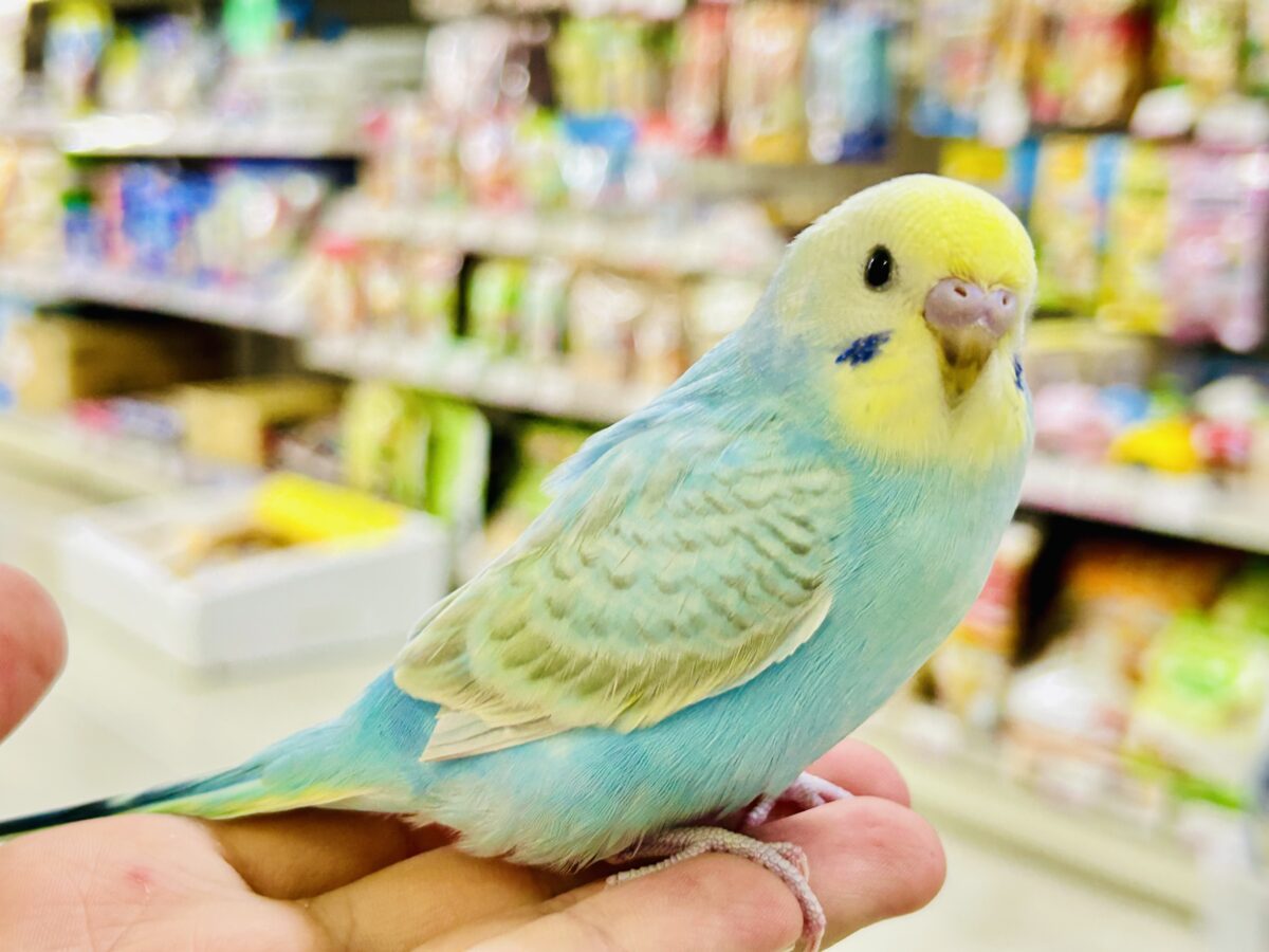 【最新画像更新☆☆】ｼｬﾘｼｬﾘ🍧はじけたSODA🫧🥤セキセイインコ(パステルレインボー/2026年