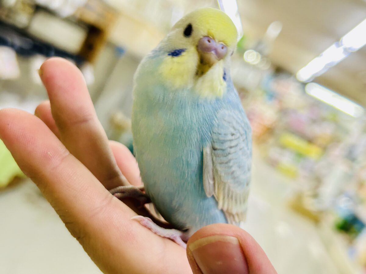 セキセイインコ