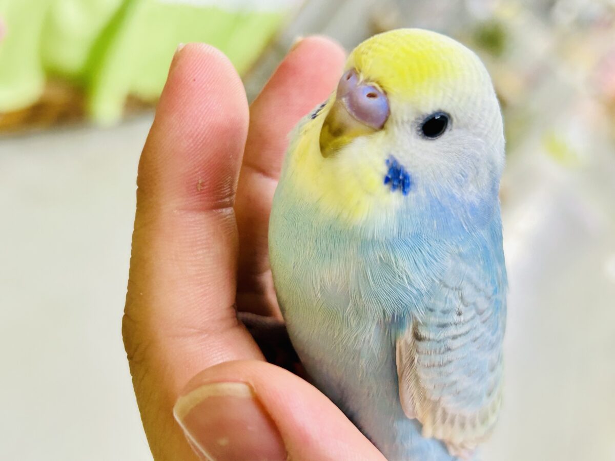 セキセイインコ