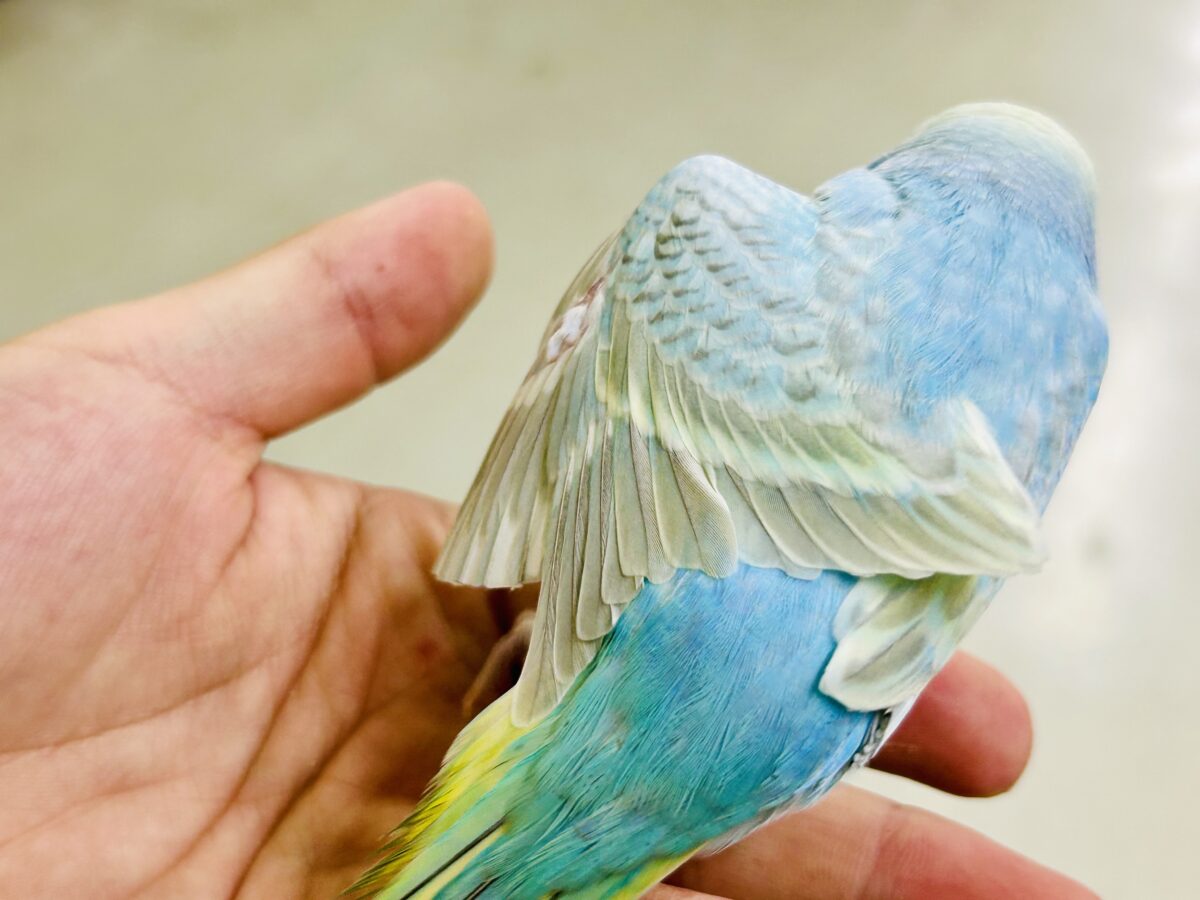 セキセイインコ