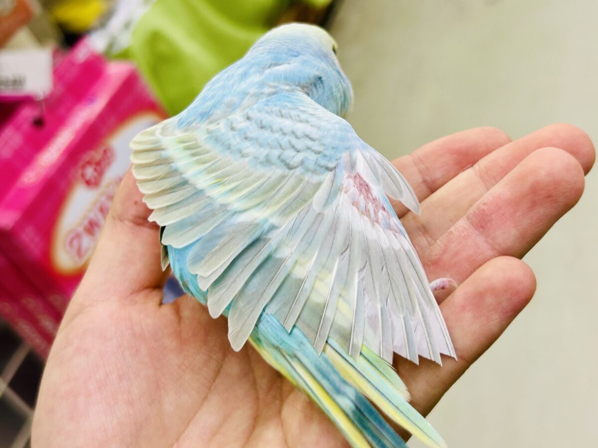 セキセイインコ