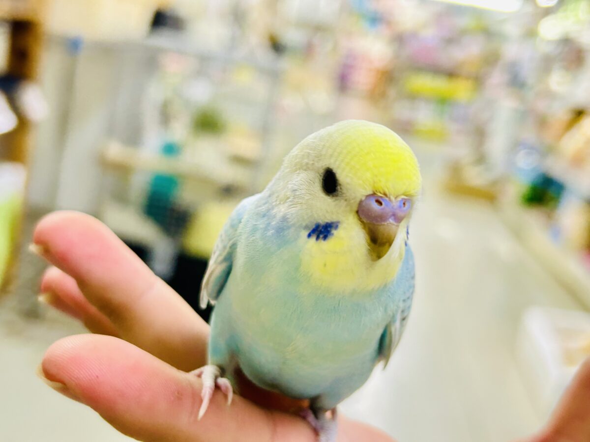 セキセイインコ