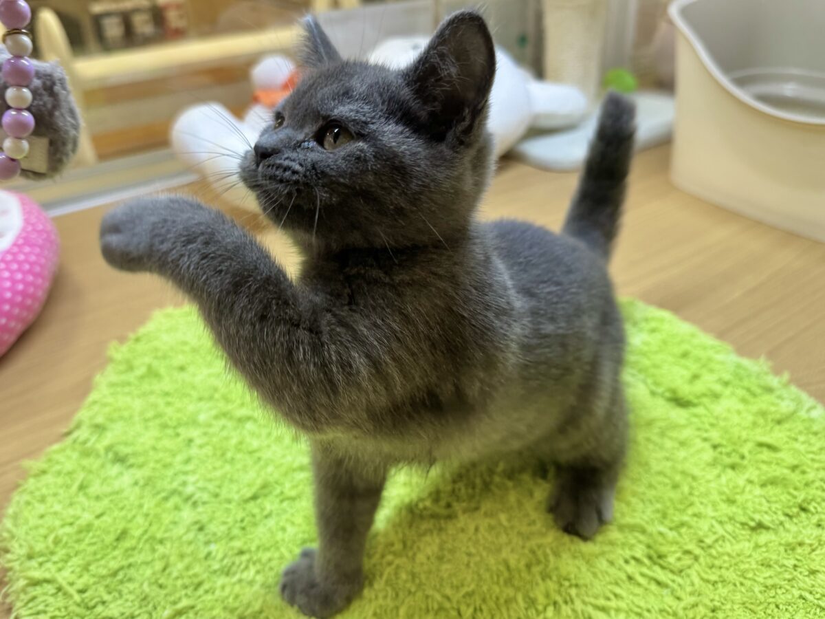 ブリティッシュショートヘア